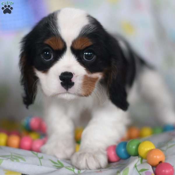 Stella, Cavalier King Charles Spaniel Puppy