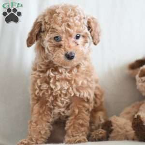 Tina, Miniature Poodle Puppy