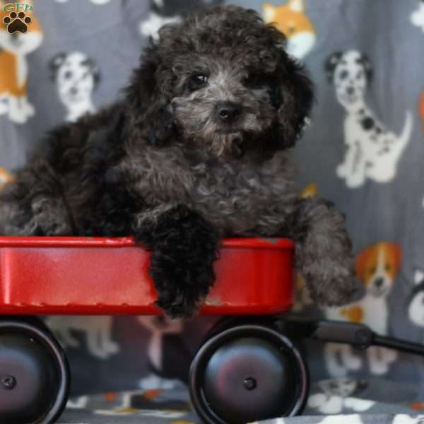 Teddybear, Miniature Poodle Puppy