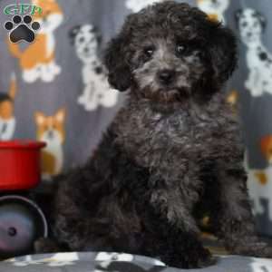 Teddybear, Miniature Poodle Puppy