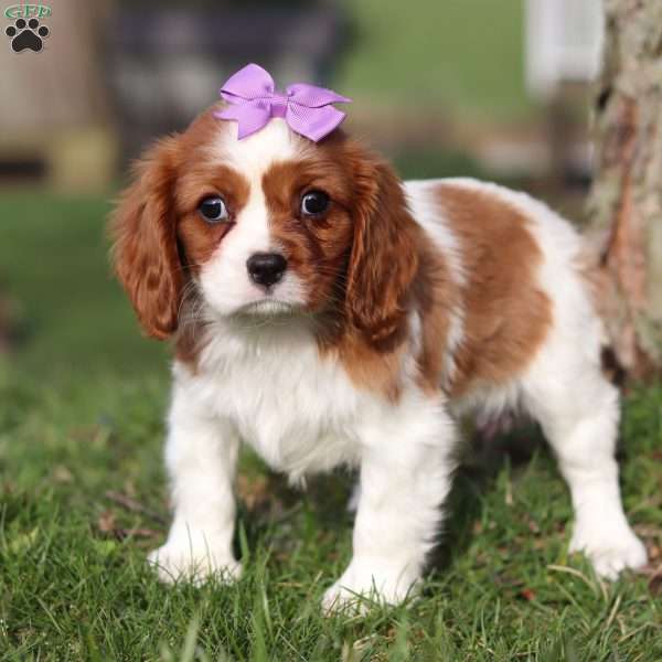 Daisy, Cavalier King Charles Spaniel Puppy