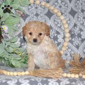 Miniature Poodle Mix Puppies For Sale | Greenfield Puppies
