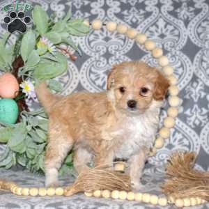 Daisy, Miniature Poodle Mix Puppy