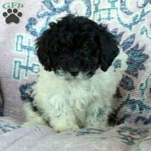 Daisy, Miniature Poodle Puppy