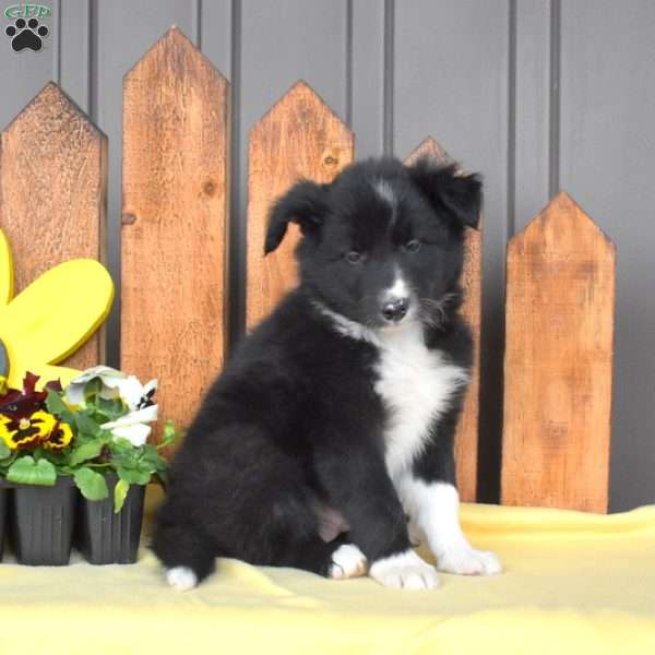 Dakota, Border Collie Puppy