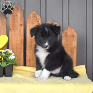 Dakota, Border Collie Puppy