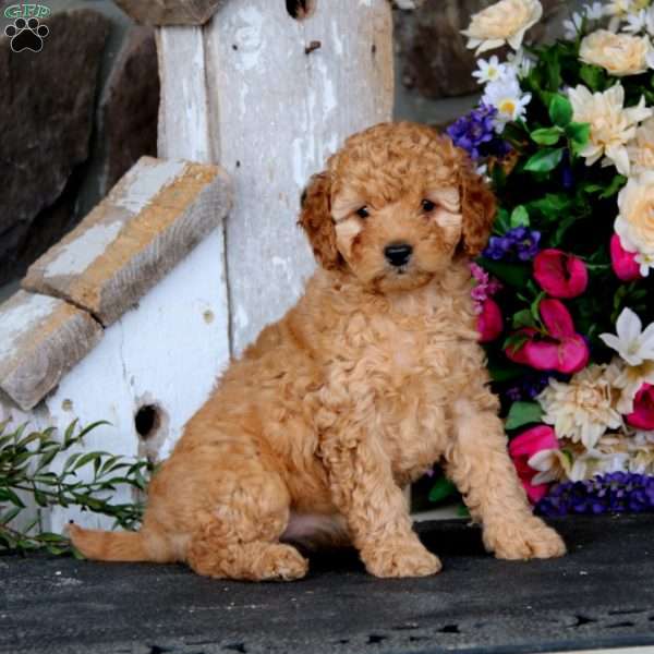 Dana, Mini Goldendoodle Puppy