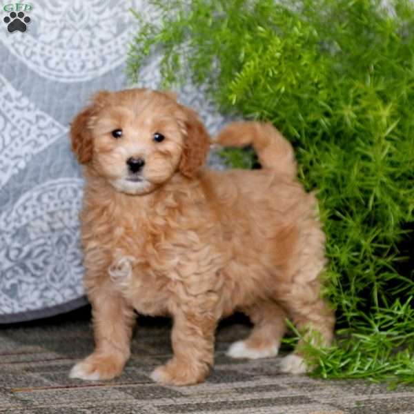 Danielle, Mini Goldendoodle Puppy