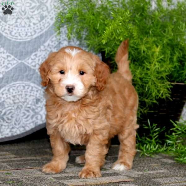 Dasher, Mini Goldendoodle Puppy