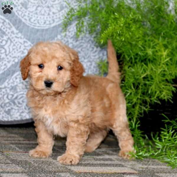 Davey, Mini Goldendoodle Puppy