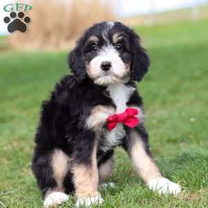 Dax, Bernedoodle Puppy