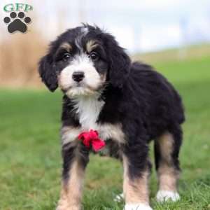 Dax, Bernedoodle Puppy