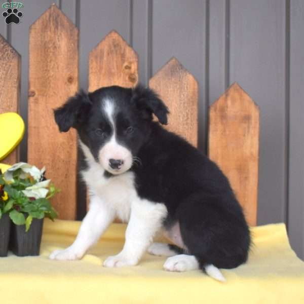Delilah, Border Collie Puppy