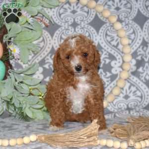 Delilah, Miniature Poodle Mix Puppy