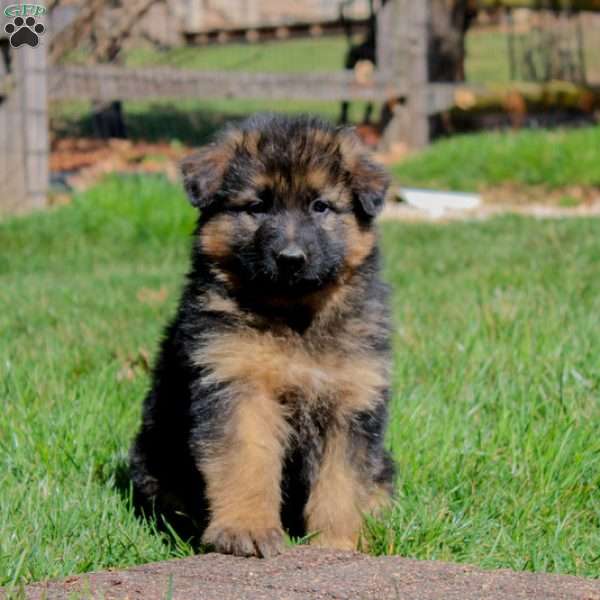 Demi, German Shepherd Puppy