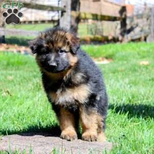 Demi, German Shepherd Puppy