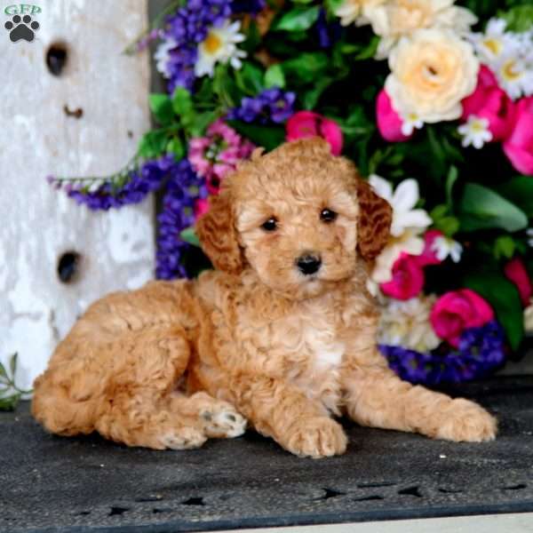 Demi, Mini Goldendoodle Puppy