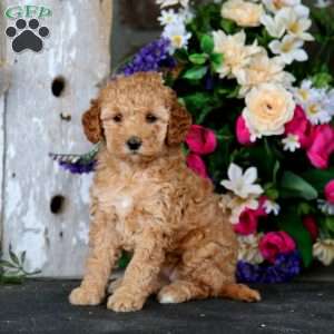 Demi, Mini Goldendoodle Puppy
