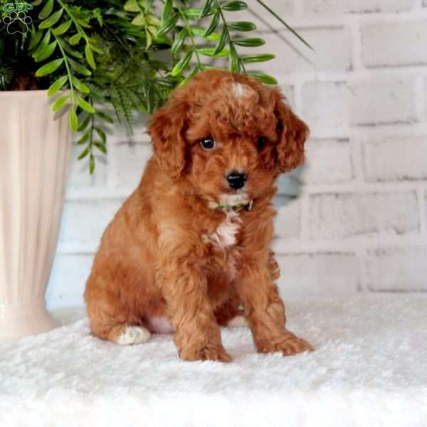 Dexter, Mini Labradoodle Puppy
