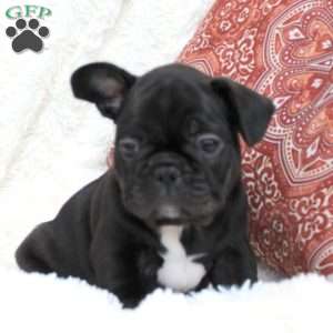 Dexter, Frenchton Puppy