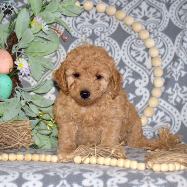 Dill, Miniature Poodle Mix Puppy