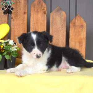 Dipper, Border Collie Puppy