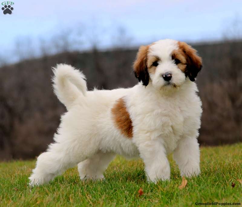 Dixie - Saint Berdoodle Puppy For Sale in Pennsylvania