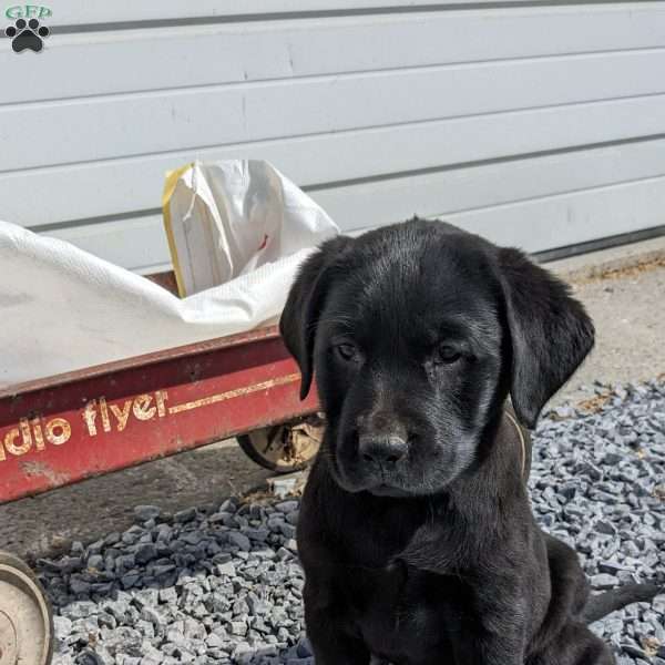 Dixie, Black Labrador Retriever Puppy