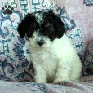 Dixon, Miniature Poodle Puppy