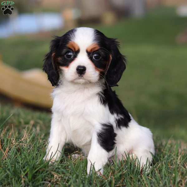 Dollie, Cavalier King Charles Spaniel Puppy