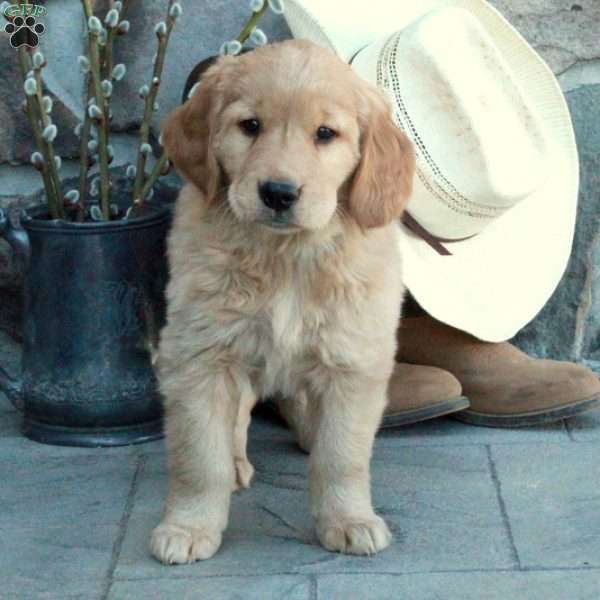 Dolly, Golden Retriever Puppy