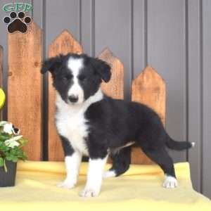 Dolly, Border Collie Puppy