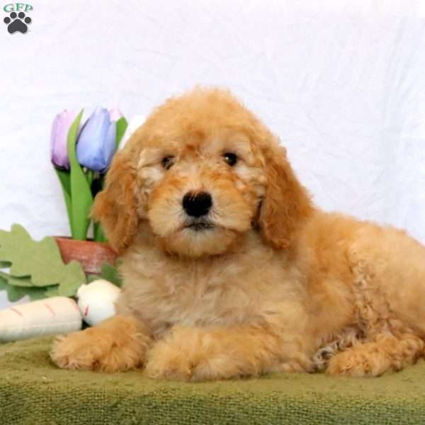 Dolly, Goldendoodle Puppy