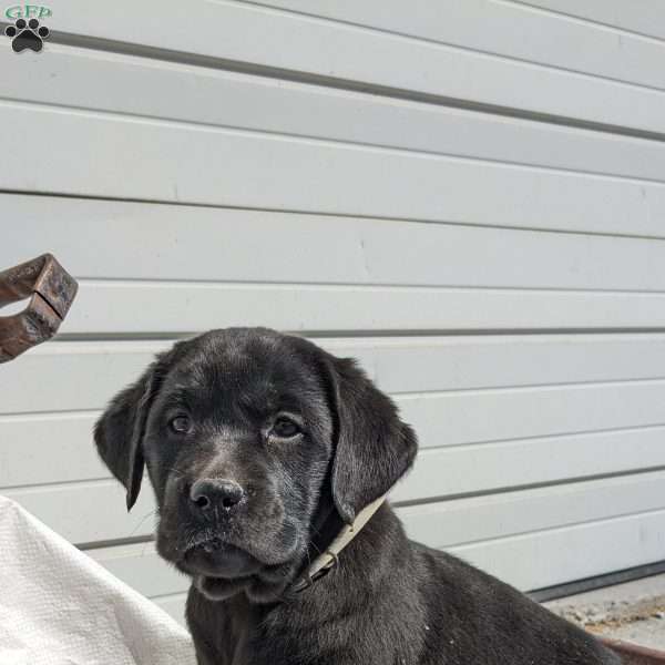 Donita, Black Labrador Retriever Puppy