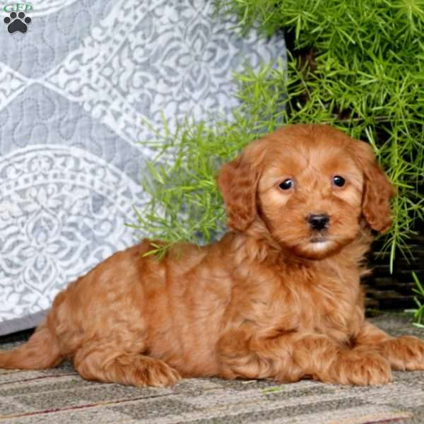 Doris, Mini Goldendoodle Puppy