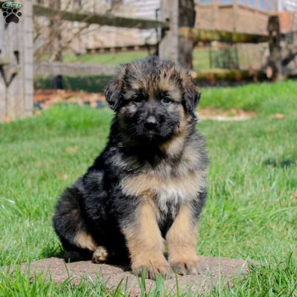 Drew, German Shepherd Puppy