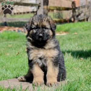 Drew, German Shepherd Puppy