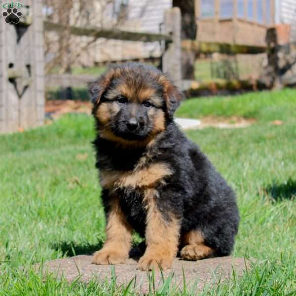 Duke, German Shepherd Puppy