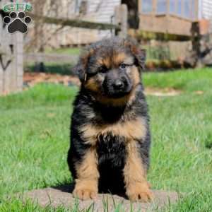 Duke, German Shepherd Puppy