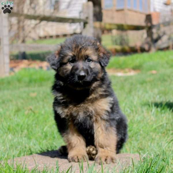 Dustin, German Shepherd Puppy