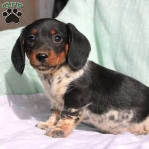 Greenfield hot sale puppies dachshund