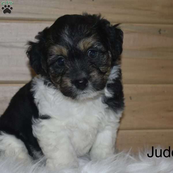 Jude, Havanese Puppy