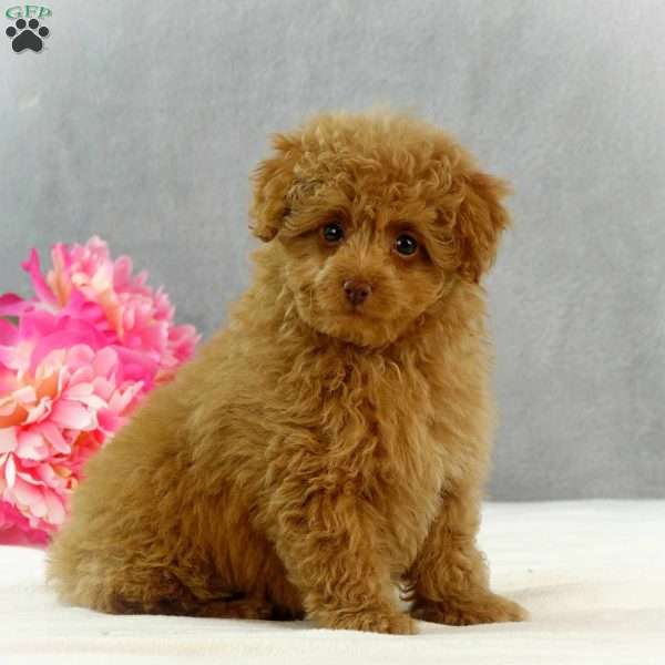 Belle, Toy Poodle Puppy