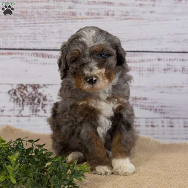 Polly, Mini Bernedoodle Puppy