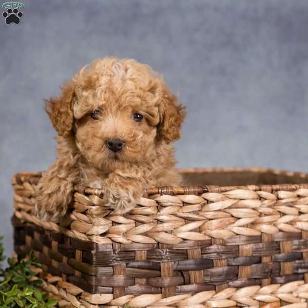 Grace, Miniature Poodle Puppy