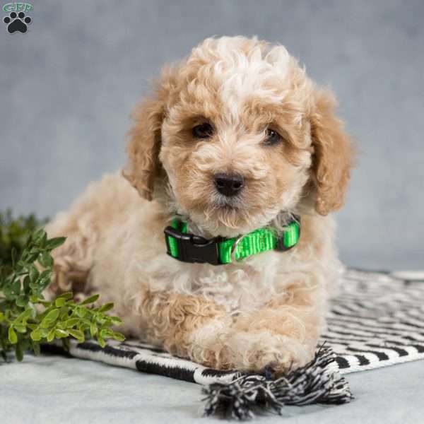 Zack, Miniature Poodle Puppy