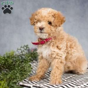 Meadow, Miniature Poodle Puppy