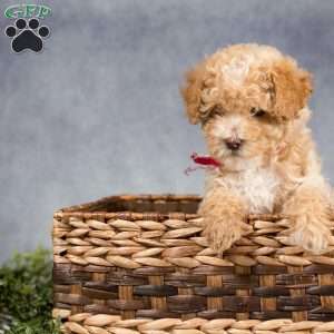 Meadow, Miniature Poodle Puppy