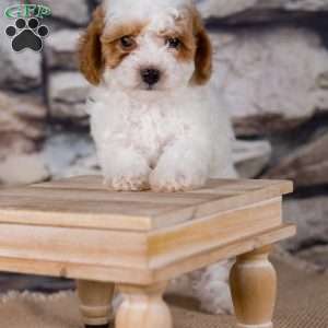 Remi, Miniature Poodle Puppy