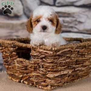Remi, Miniature Poodle Puppy